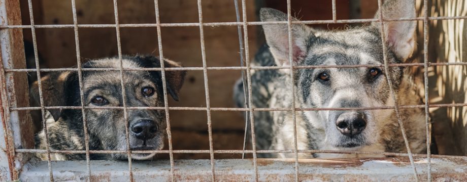 Animal Law