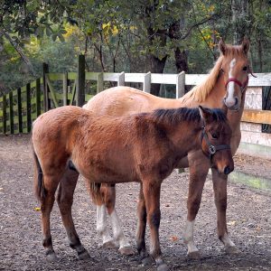 Marsh Tacky Horses at Brookgreen Gardens